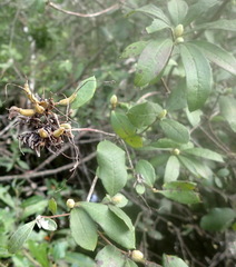 Rhododendron flammeum