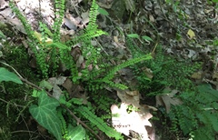 Asplenium trichomanes