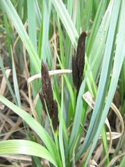 Carex melanostachya
