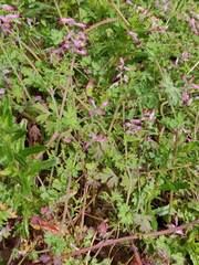 Fumaria bastardii