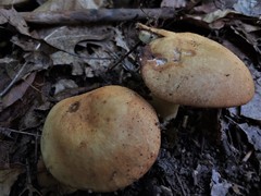 Russula ballouii