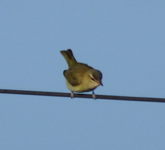 Vireo olivaceus