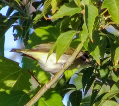 Vireo olivaceus