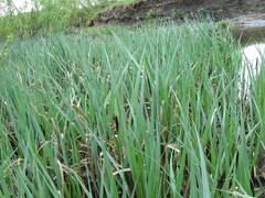 Carex melanostachya
