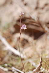 Allium parciflorum