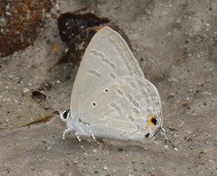 Catochrysops strabo strabo