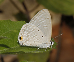 Catochrysops strabo strabo