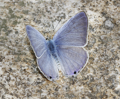 Catochrysops strabo strabo
