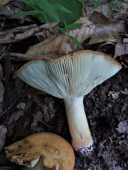 Russula ballouii