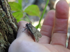 Lithophane disposita