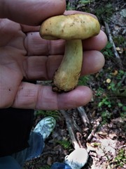 Russula ballouii