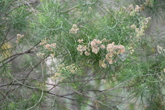 Cassinia laevis