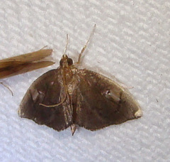 Perispasta caeculalis