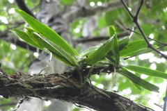 Cyrtorchis arcuata arcuata
