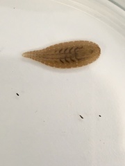 Glossiphonia complanata