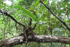 Cyrtorchis arcuata arcuata