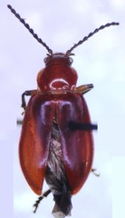 Aulacoscelis melanocera