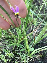 Primula subalpina