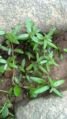 Hygrophila polysperma
