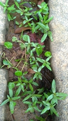Hygrophila polysperma