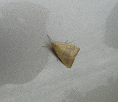 Saucrobotys futilalis