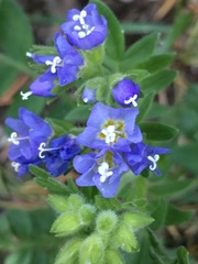 Polemonium californicum