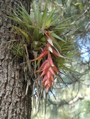 Tillandsia violacea