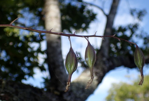 Epidendrum conopseum, photograph 1
