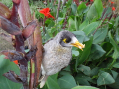 Manorina melanocephala lepidota