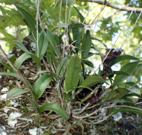 Epidendrum conopseum, photograph 2