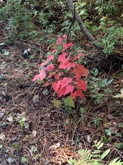 Acer rubrum image