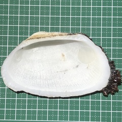Barbatia foliata