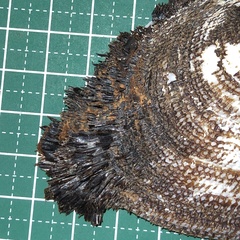 Barbatia foliata