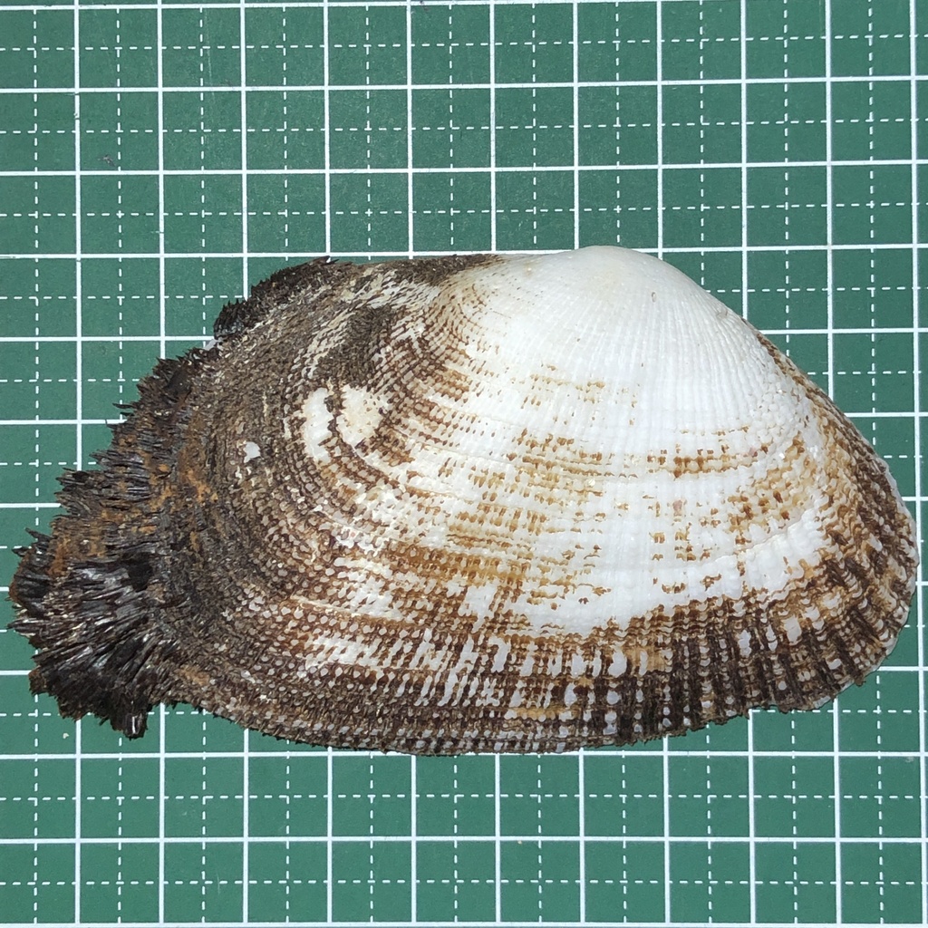 Cucullaearca foliata