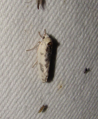 Antaeotricha