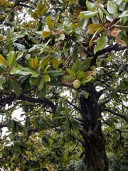 Magnolia grandiflora