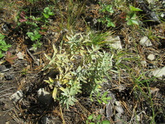 Leontopodium leontopodioides