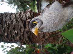 Manorina melanocephala lepidota