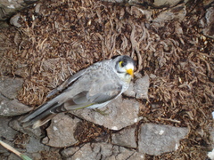 Manorina melanocephala lepidota