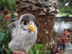 Manorina melanocephala lepidota