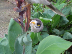 Manorina melanocephala lepidota