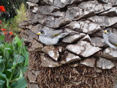 Manorina melanocephala lepidota