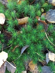 Bryophyta