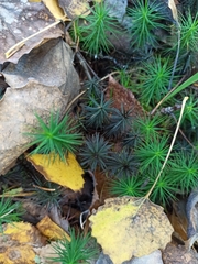 Bryophyta