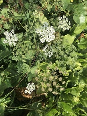 Ammi majus