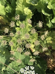 Ammi majus