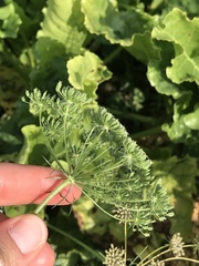 Ammi majus