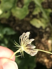 Ammi majus
