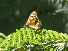 Heteronympha paradelpha
