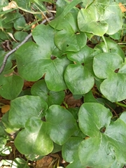 Hepatica nobilis